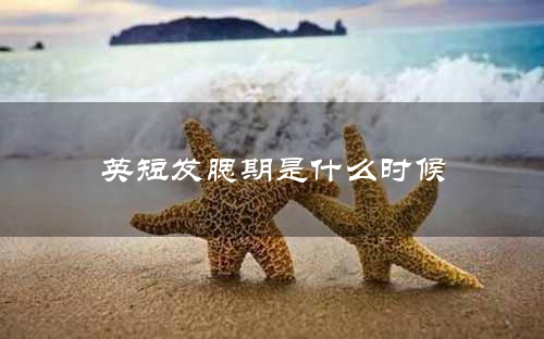 英短发腮期是什么时候