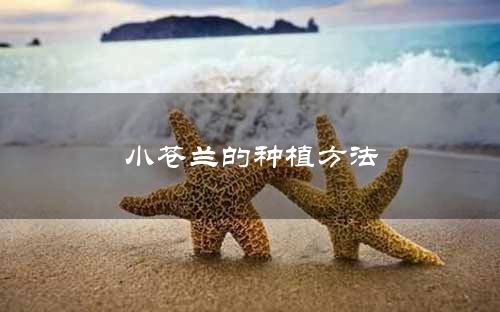 小苍兰的种植方法