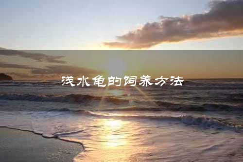 浅水龟的饲养方法