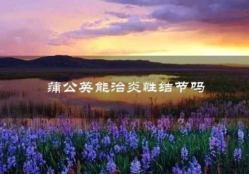 蒲公英能治炎性结节吗