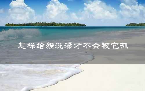 怎样给猫洗澡才不会被它抓