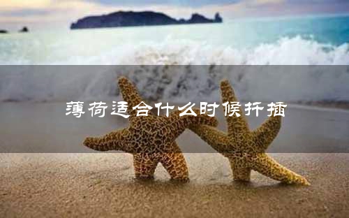 薄荷适合什么时候扦插