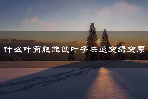 什么叶面肥能使叶子快速变绿变厚